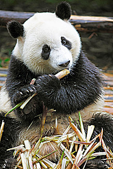dự đoán đề miền bắc