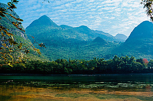 cau bạch thu hom nay