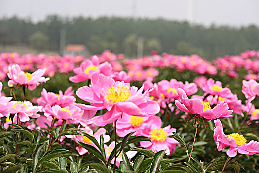 phân tích lô đề miền bắc