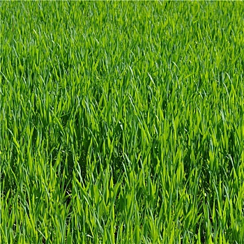 lô miền bắc