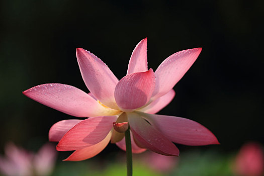 soi cau 7777 ngay hom nay