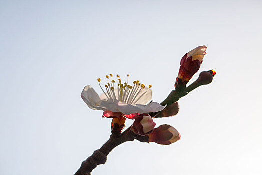 bạch thủ đề miễn phí