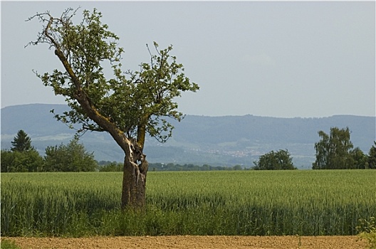 soi câu bạch kim