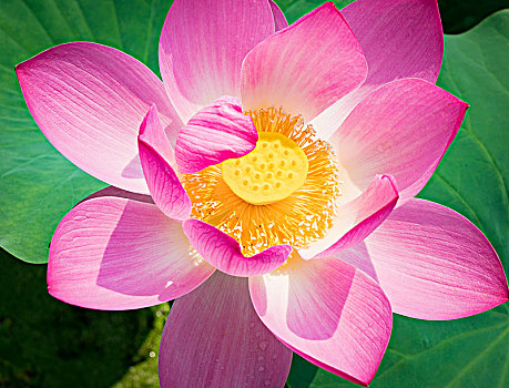 lô gan miền bắc