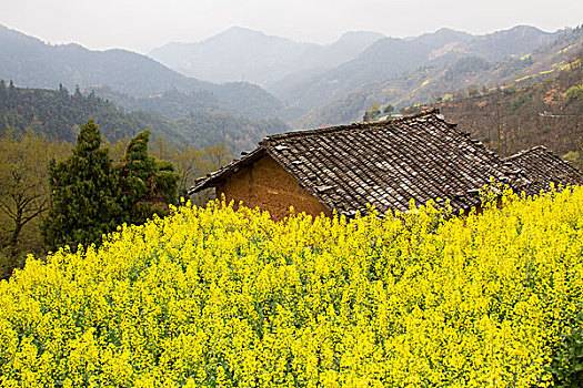 soi câu mien phi