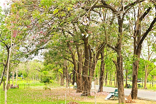 soi cau bach thu mien phi