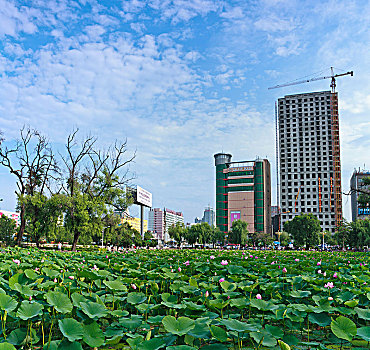 cầu xổ số