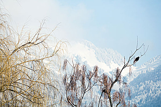 rong bach kim 888 mien phi