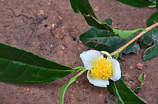 dự đoán lô đề