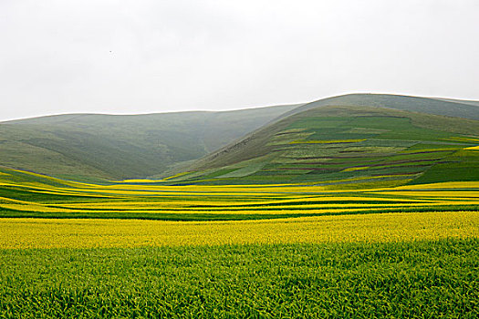 lo khung rong bach kim