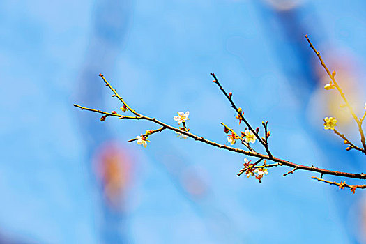 đề hôm nay con gì