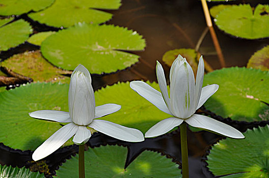 cầu xổ số