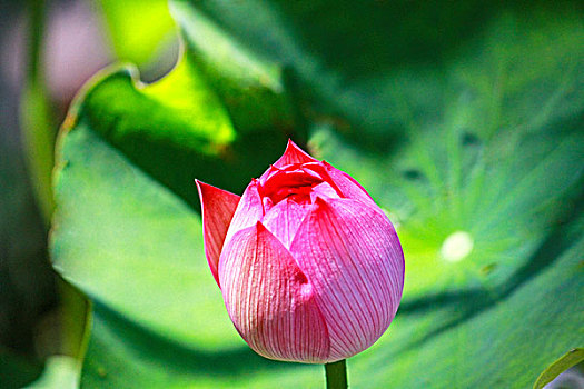 lô hôm nay về con gì