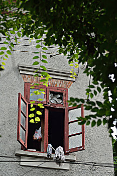 bạch thủ lô chuẩn