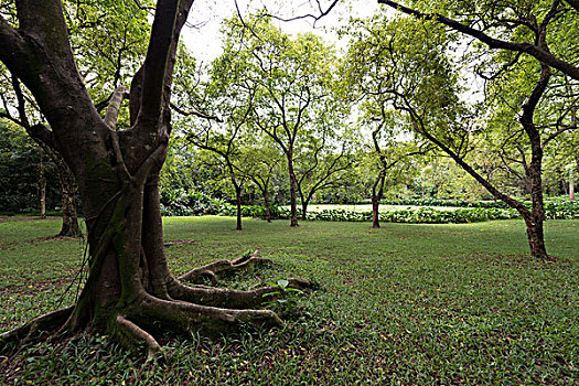 xổ sô