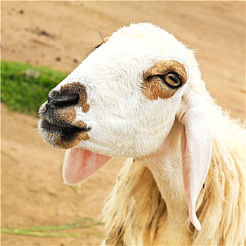 du doan so mien nam