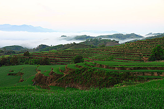 lô kep mien bac