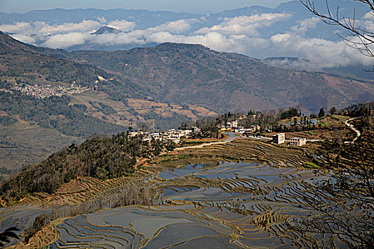 soi cau bach thu