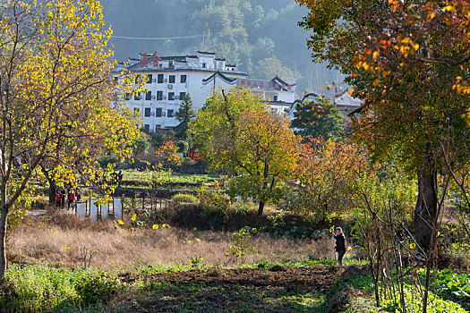 soi cau lo bach thu khung 5 ngay