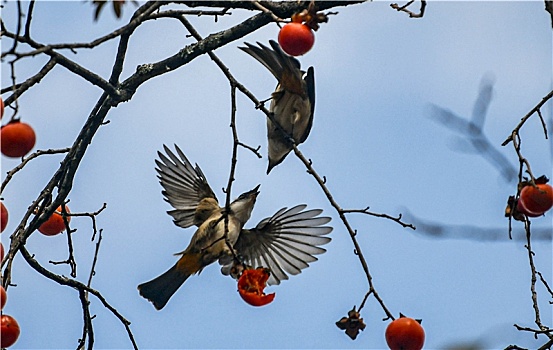 cầu lô chay