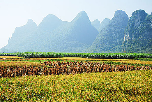 xo so gia lai hom nay