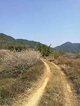 soi cau thuan vu