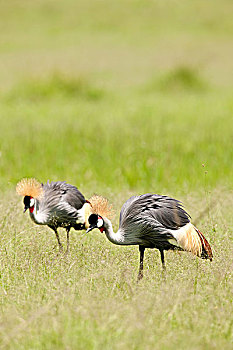 dự đoán xổ số than tai