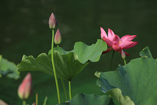 dự đoán xsmb hom nay