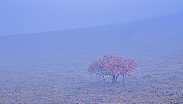 soi cau bach thu xs
