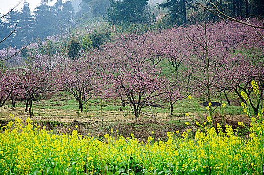 soi đề bạch thủ