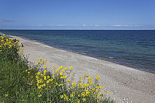 soicau366