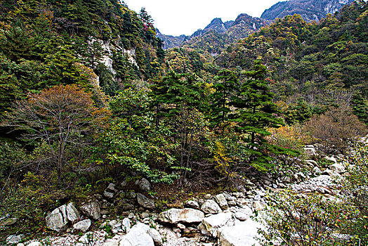 soi cau thang