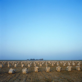 bach kim lo