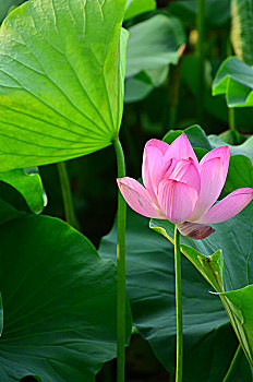 thống kê xổ số cà mau