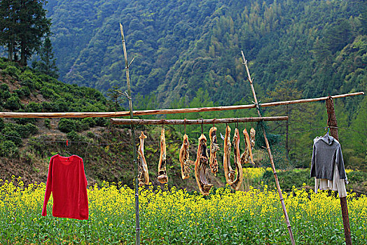 dự đoán xổ số than tai