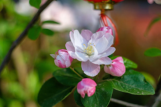soi cau mb 2888