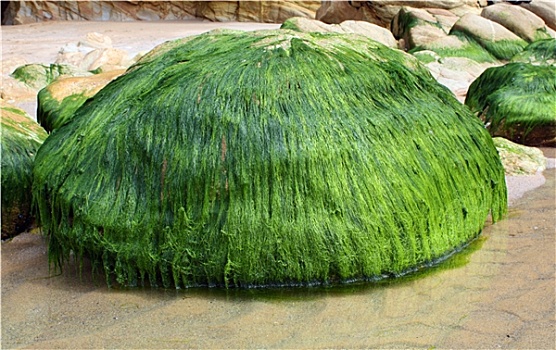 bạch thủ hôm nay