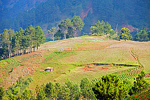 cau bach thu lo