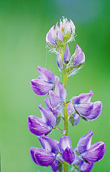 thống kê cầu bạch thủ