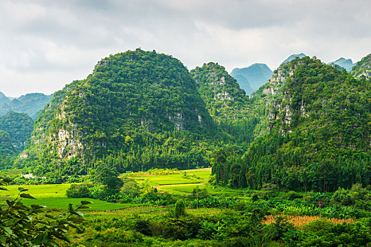 soi cau bach thu de mb