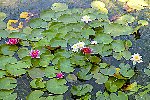 hôm nay bạch thủ con gì