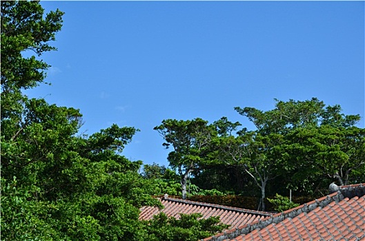 dự đoán bạch thủ lô