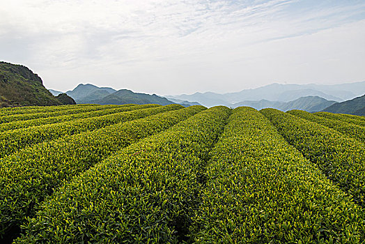 kết quả xổ số tây ninh