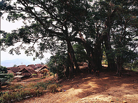 soi cau xo so dong nai