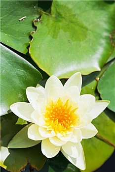 xs thu hai hang tuan
