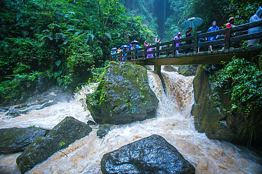 soi cau bach rong kim