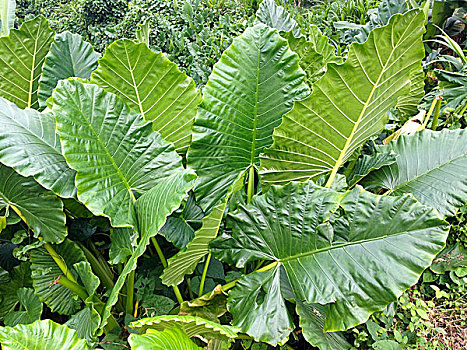 bạch thủ là giải mấy