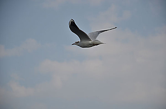 xổ số đài