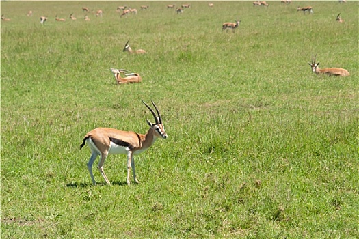 soi lo rong bach kim