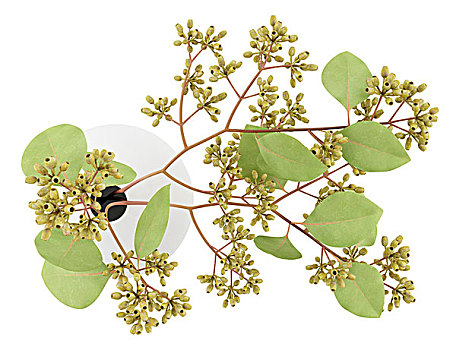 soi cầu miền bắc 2888
